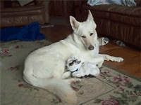caring GIF