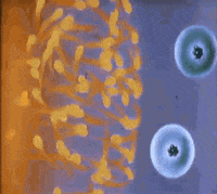 animation vintage GIF by General Electric