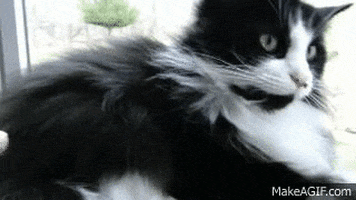 cat mean cats GIF