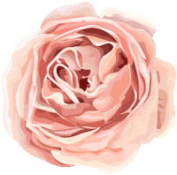 Rose Payotrussia Sticker by Payot