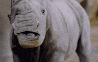 Baby Smile GIF by San Diego Zoo