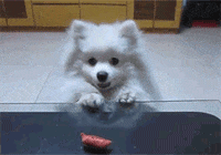 dog begging GIF
