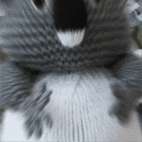 Koala Bear GIF by TeaCosyFolk