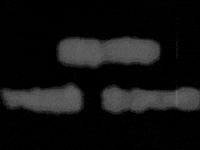 black and white horror GIF