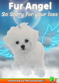 Henlo Hooman Fren GIF by PetJuvenate - PJ