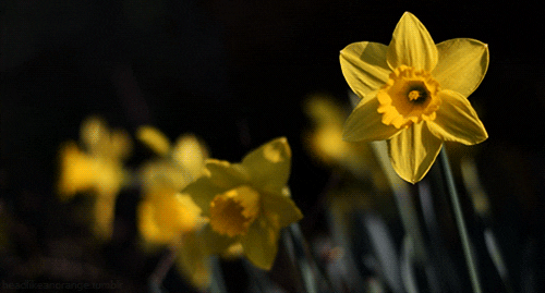Spring Plant GIF
