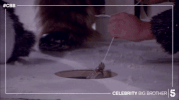 celebrity big brother christmas GIF by Big Brother UK