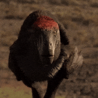 GIF by PBS Digital Studios