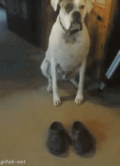 Video gif. Dog puts his front paws into their owner's shoes and starts walking with the shoes on their paws.