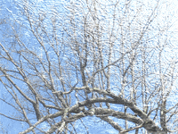 Tree Waves GIF by Trevor Anderson