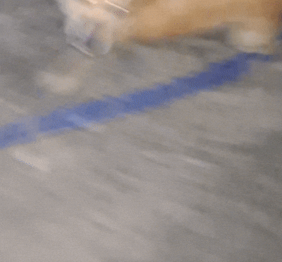 Dog Run GIF