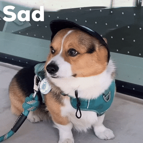 Sad Corgi GIF