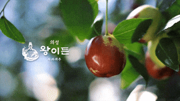 왕이든 사과대추