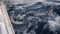 A Porbeagle!