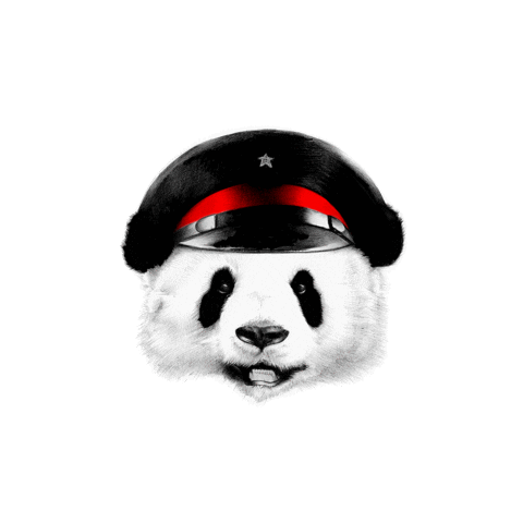 salmonguru giphyupload panda salmon guru salmonguru Sticker