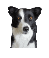 Dog 3D Sticker by Futured