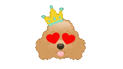 Toy Poodle Cute Dog Sticker by zoopeez