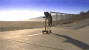 dog leaving GIF by The Scene