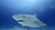 WeAreWater ocean shark slowmotion im watching you GIF