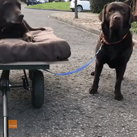 Good Doggos Help Healing Friend Go for a Walk