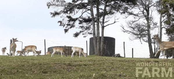 Deer Wildlife GIF by Wondeerful farm