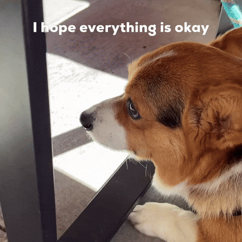 Dog Corgi GIF