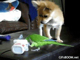 dog parrot GIF