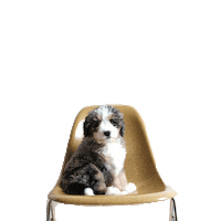 blueberrythedoodle dog puppy growing bernedoodle Sticker