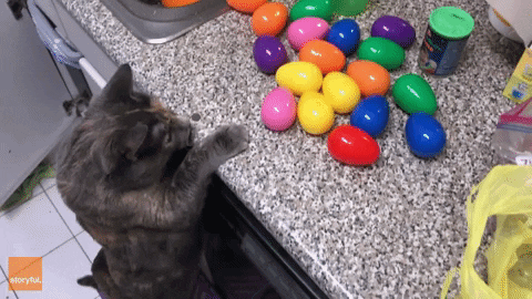 April Fools Day Cat GIF by Storyful