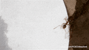 GIF by KQEDScience