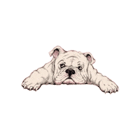 Dog Bulldog Ingles Sticker by bulldogclub