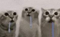 Cat Yearning GIF