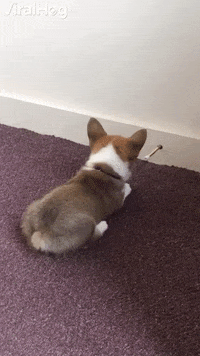 Feisty Corgi Puppy Battles Door Stopper GIF by ViralHog