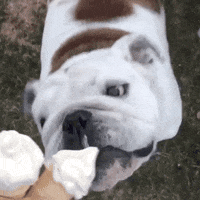 bulldog GIF by DrakeUGriff