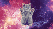 johnbeckers cat space pizza cats GIF