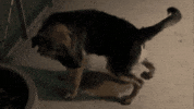 Scared German Shepherd GIF