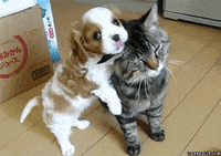 go away please GIF