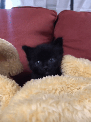 hauspanther giphygifmaker cat kitten blackcat GIF