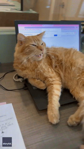 Shelter Cat Parks Himself on Computer