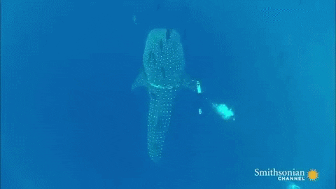 shark whale GIF