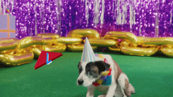 its my dog birthday GIF by T-Pain