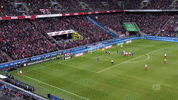 1 Fc Cologne Football GIF by 1. FC Köln