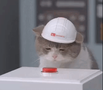 cat tap GIF