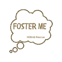 HDBnQ foster rescue cat foster dog fostering Sticker