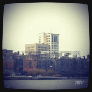 GIF by The Savannah .GIF Festival