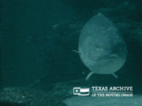 Big Fish Hello GIF by Texas Archive of the Moving Image