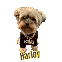 Cool Dog Sticker
