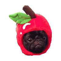 apple pug STICKER by imoji