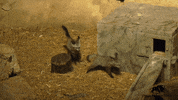 BrookfieldZoo fox running energy zoom GIF