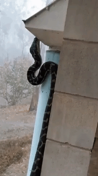 Python Sips From Drainpipe